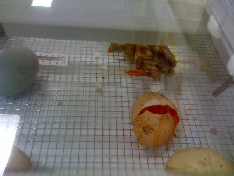 chick2.jpg