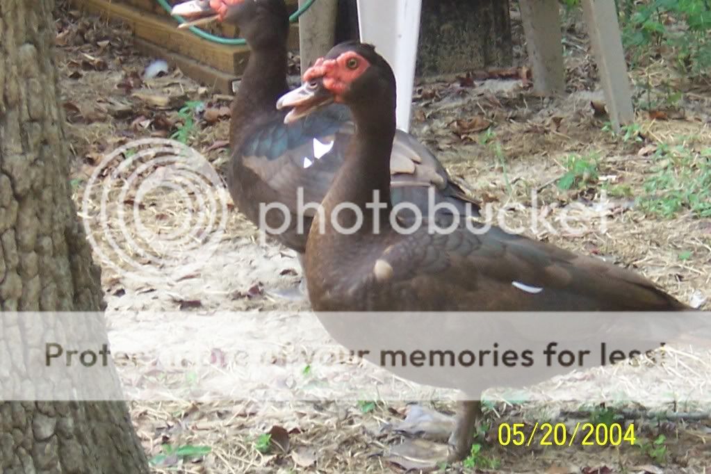 ducks011.jpg