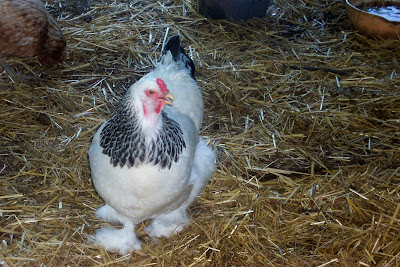 panting+chicken.jpg
