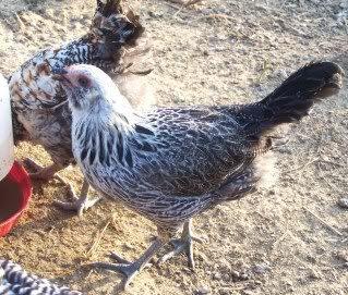 chickens002-2.jpg