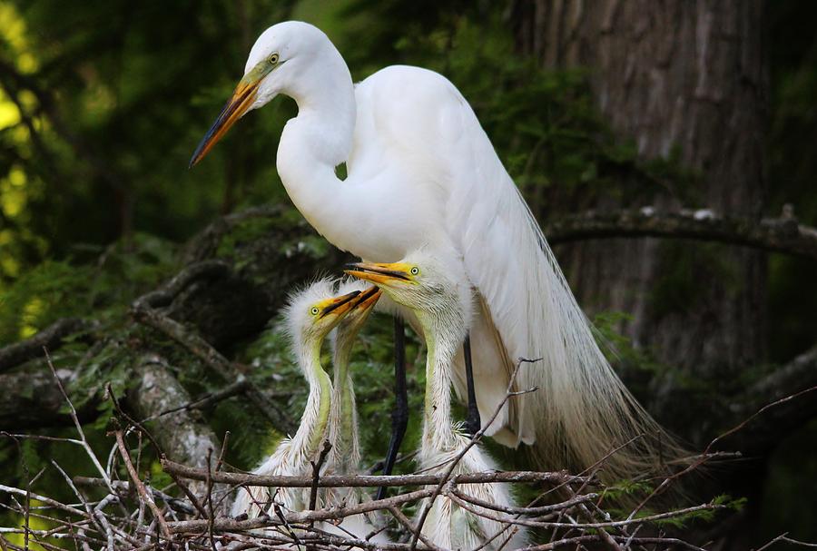 1-egret-babies-paulette-thomas.jpg