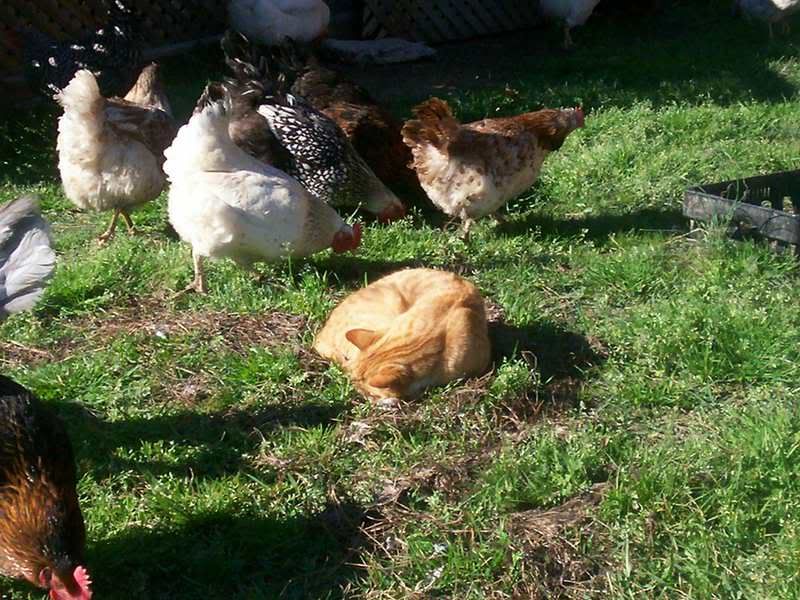 freerangechickens010.jpg