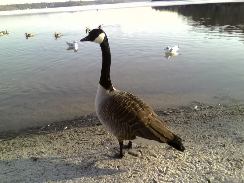 canadiangoose.jpg