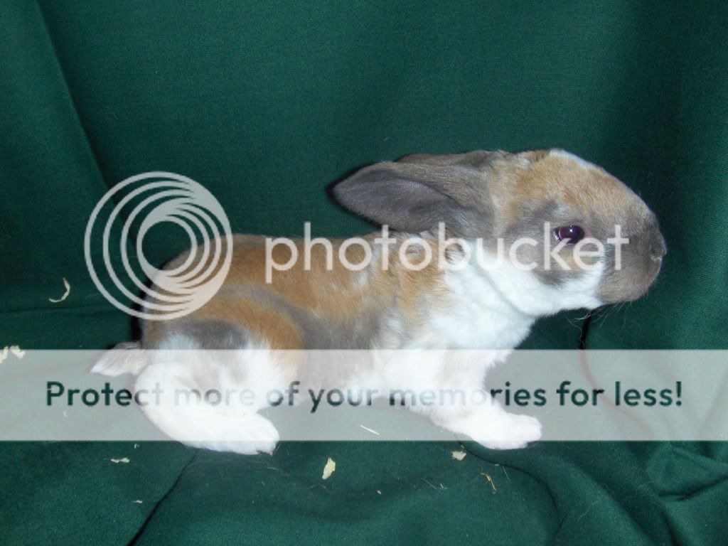 bunnies02024.jpg