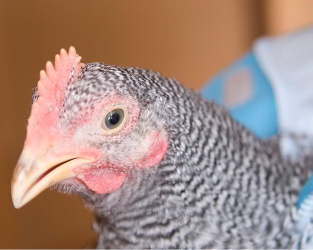 DSC_9560_0051.jpg