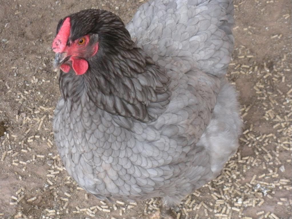 Chickens042.jpg