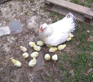 April2019chicks.jpg