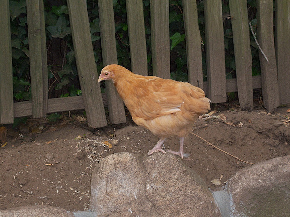 100_4155.JPG