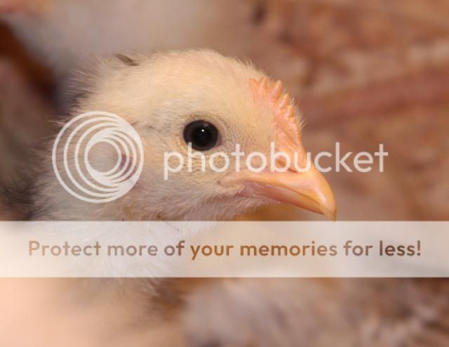 leghorn3.jpg