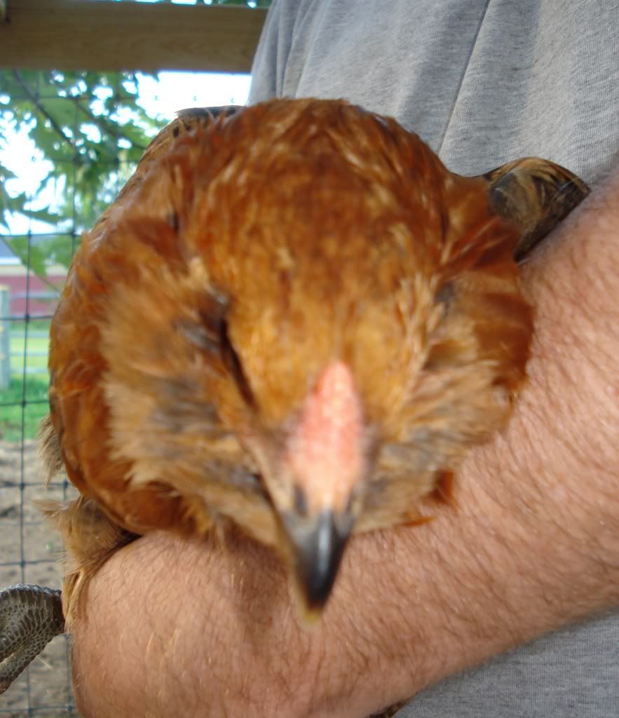 EE3-12wks-head.jpg