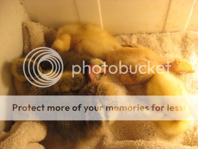goslings085.jpg
