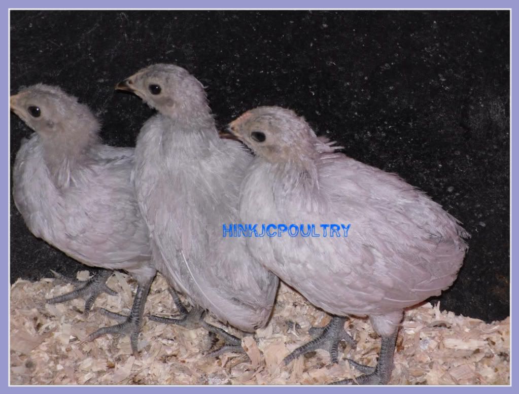 rumplesslavenderaraucana005-1.jpg