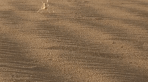 spider3.gif