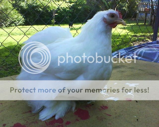 WhiteCochins7.jpg