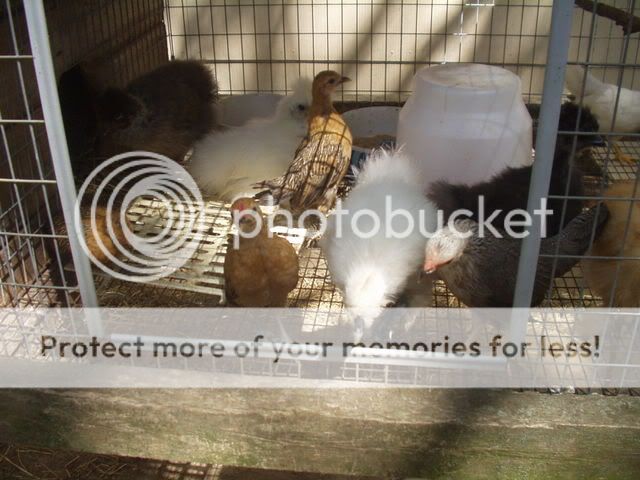 P1010318-2.jpg
