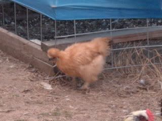 SilkiesOthers062.jpg