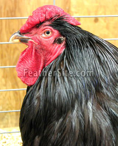RoseCombRIRCock-winner.JPEG
