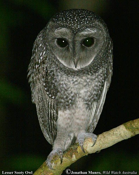 6f427096_LesserSootyOwl.jpeg