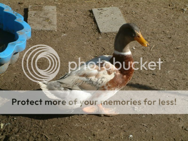 Ducks-Saxony012.jpg