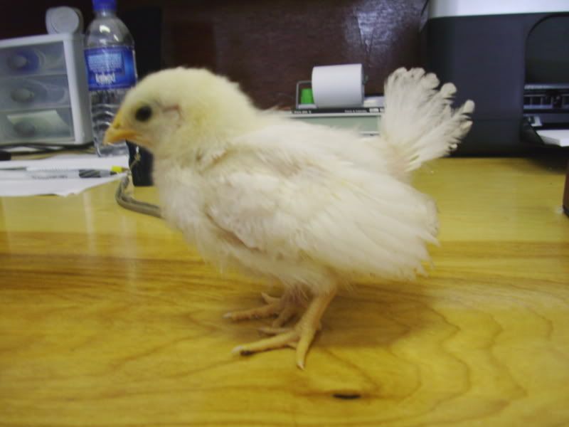 CHICKEN001.jpg
