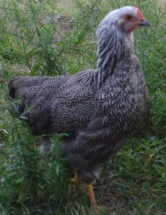 SilverPenciledRockpullet.jpg