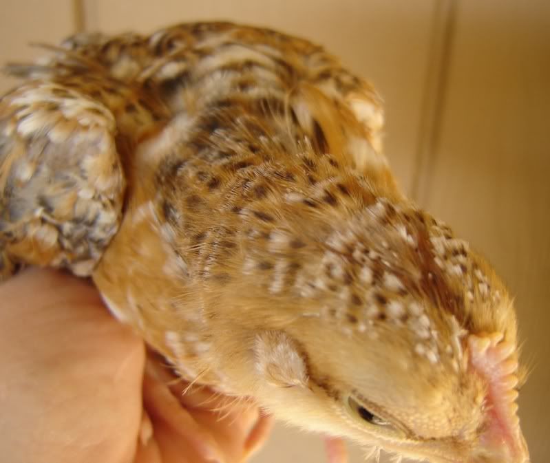 alohathanksgivingchicksonemonth018.jpg