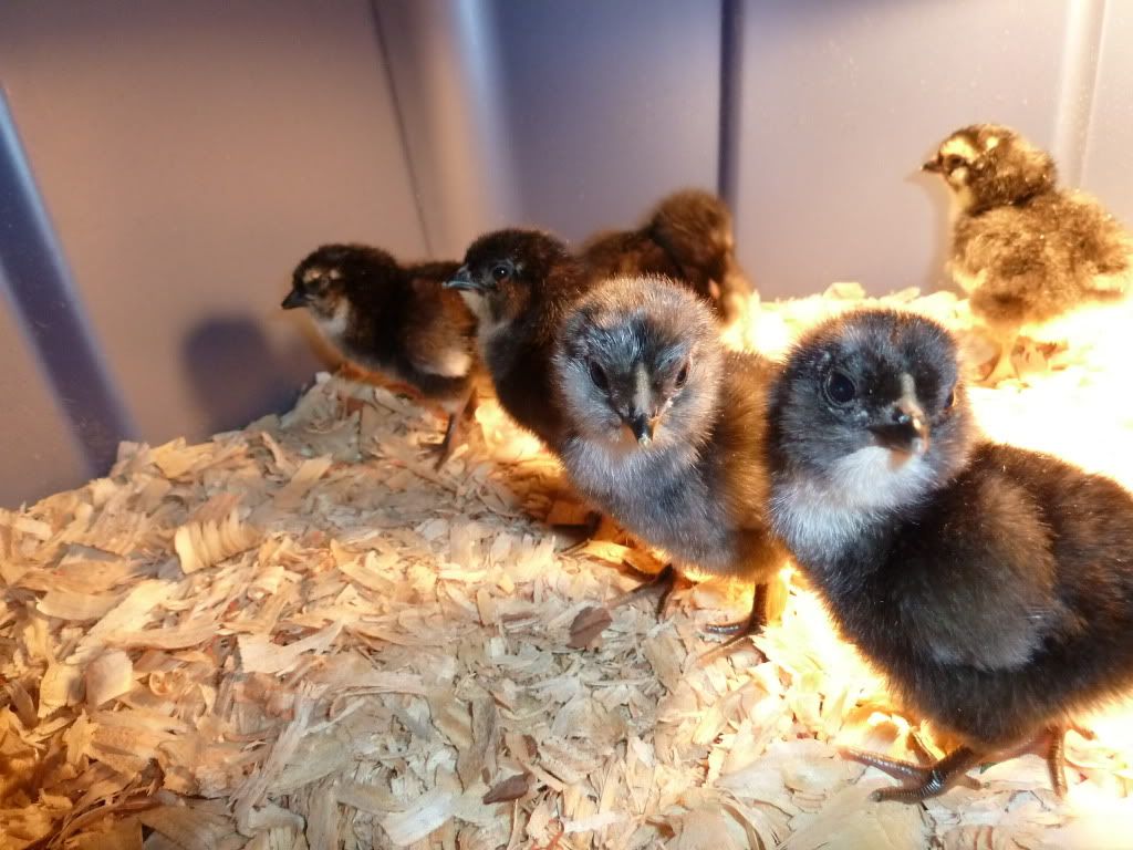 chicks1.jpg