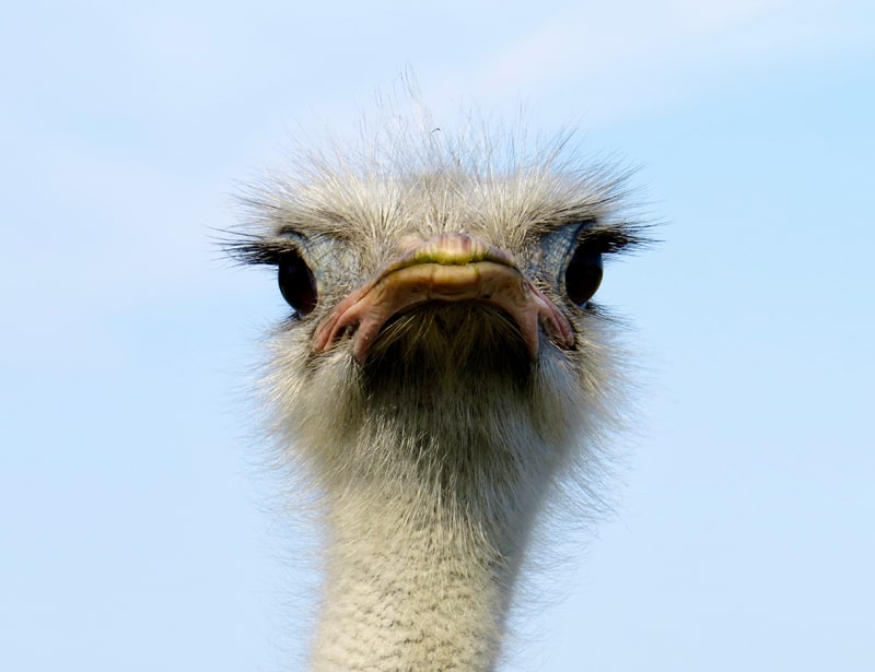ostrich's eyelashes