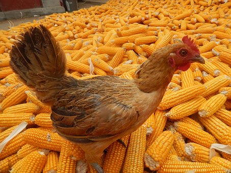 chicken-1730757__340.jpg