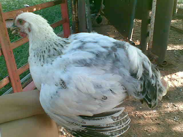 lightningchicks077.jpg