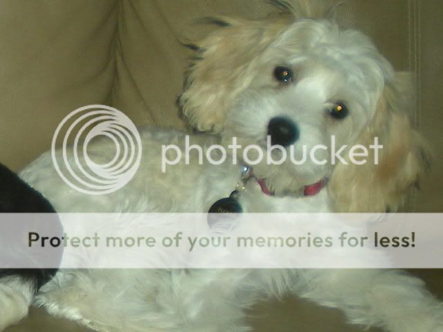 fallchicksandtheboys012.jpg