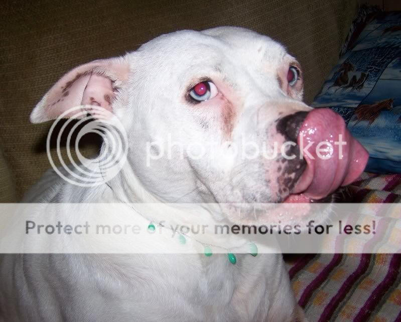 dogbling3.jpg