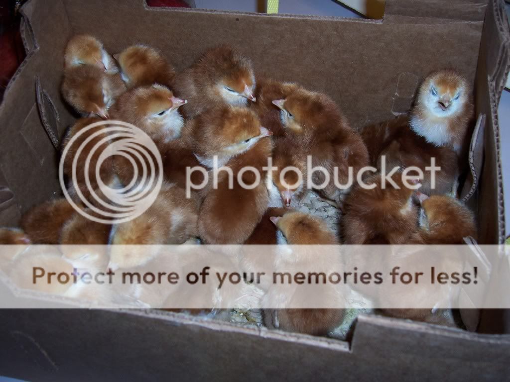 NewChicks002.jpg