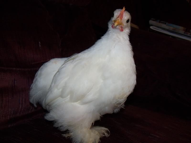 christmas2010039.jpg