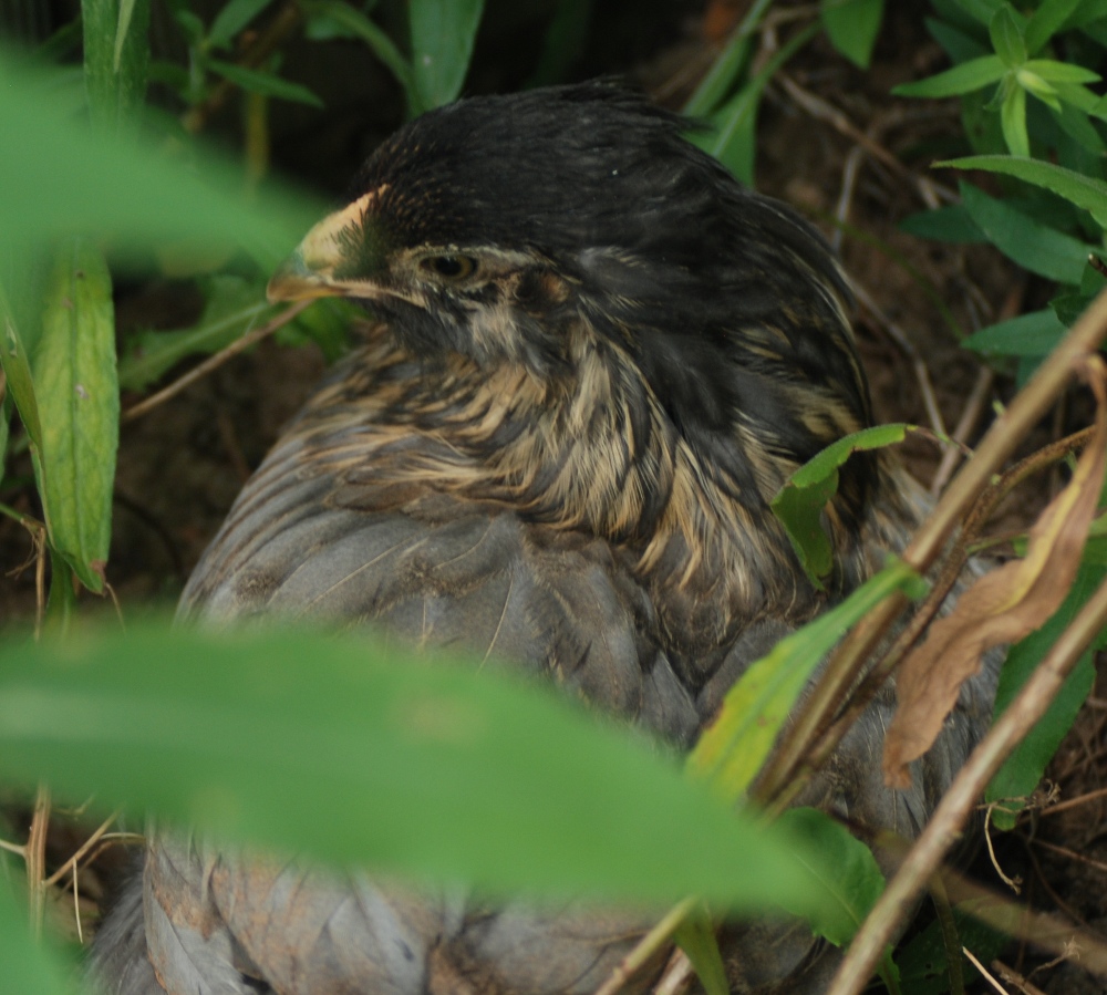 Jasmine-pullet.JPG