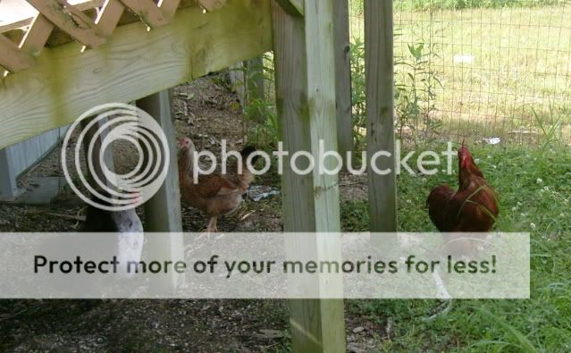 newchickens001.jpg