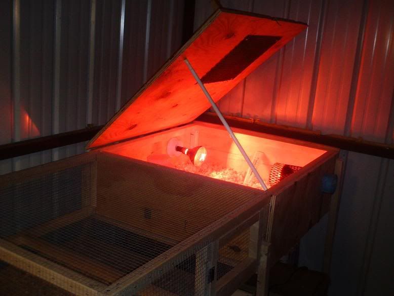 brooder1.jpg