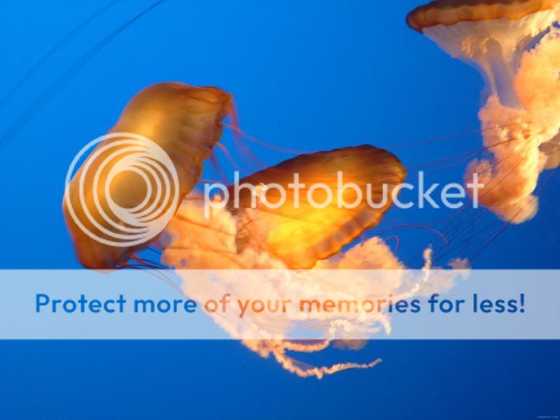 Jellyfishwallpaper.jpg