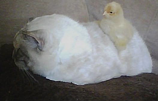 chickie3.jpg