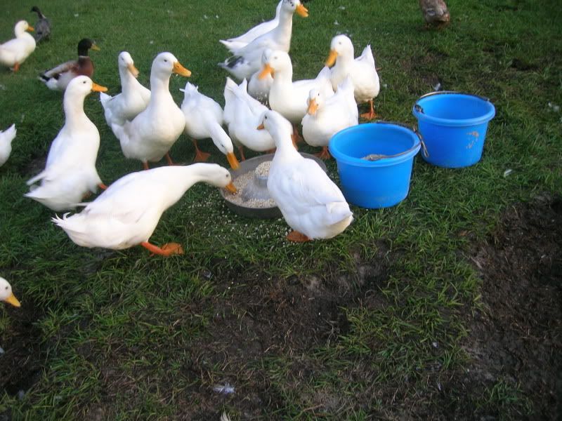 DSCN2907.jpg