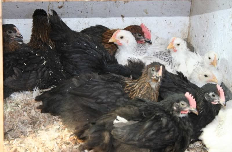 Chicks2010.jpg
