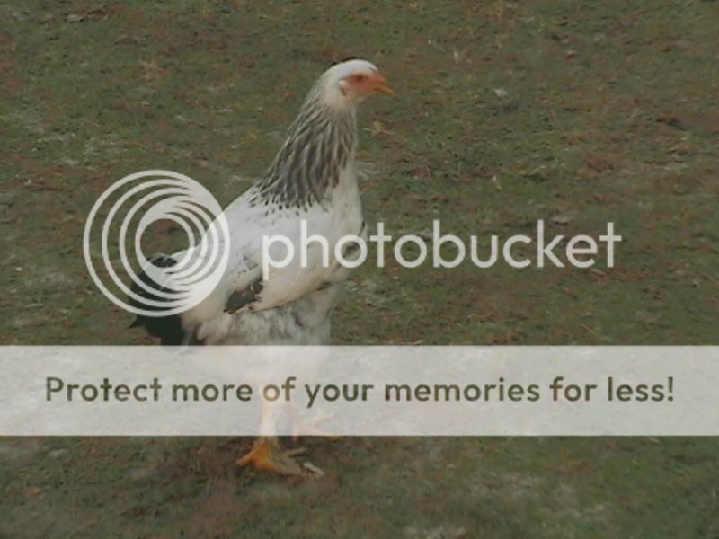 chicken020.jpg