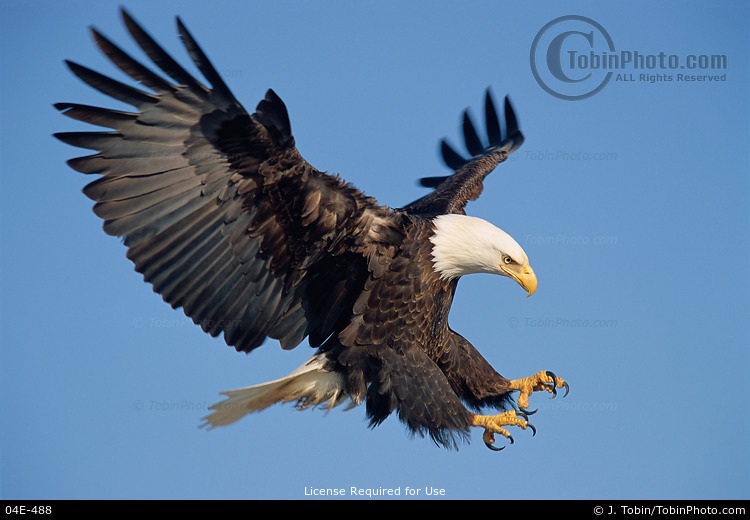 bald_eagle.jpg