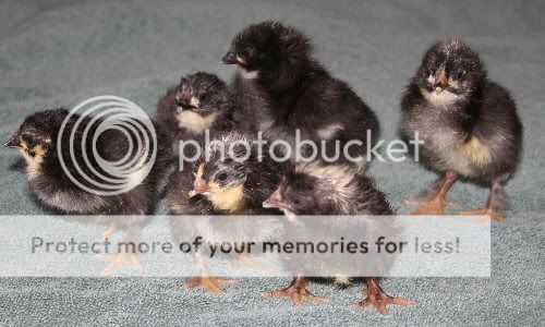 chicks.jpg