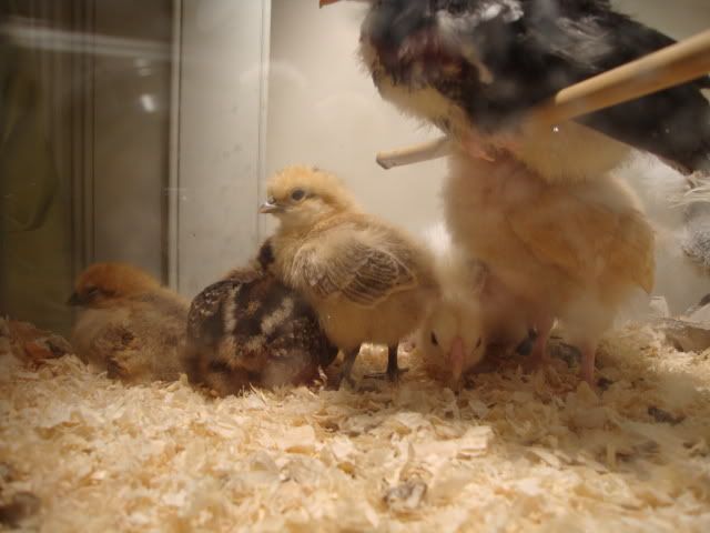 chicksmay2011022.jpg