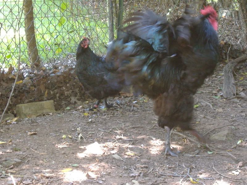 PoultryShows054.jpg