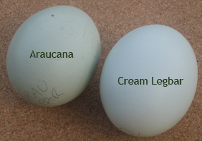 araucana-vs-cream-legbar-blue.jpg