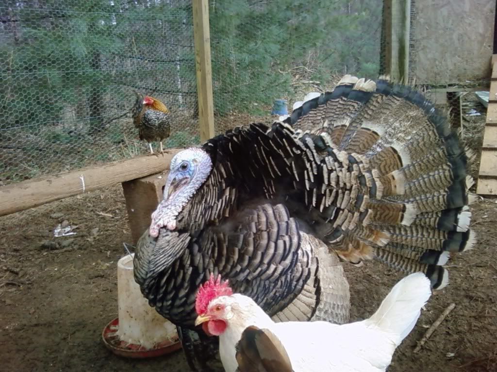 Gobbles.jpg
