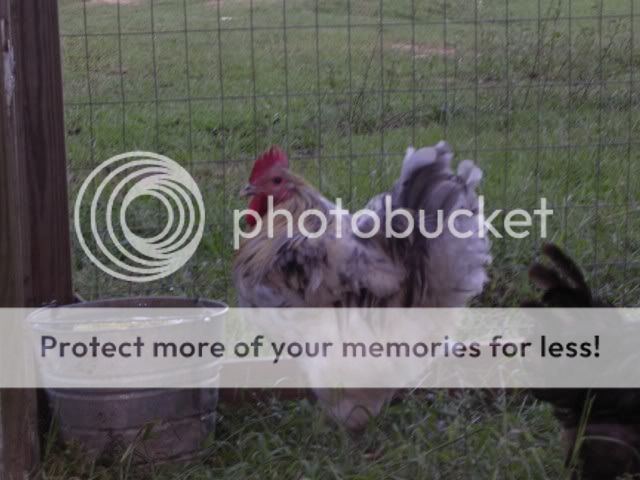 DSCN4427.jpg