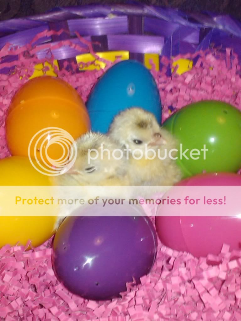 2011-03-30111236.jpg